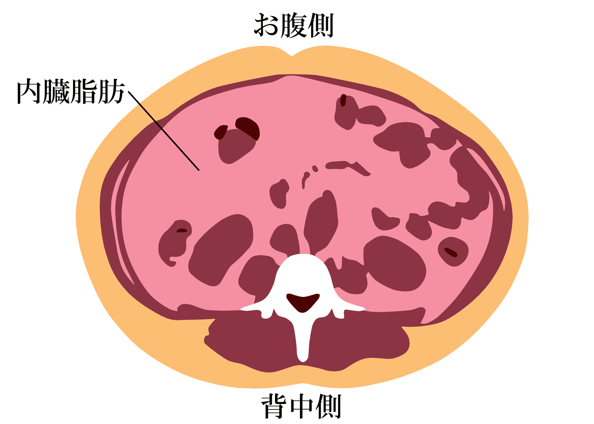 内臓脂肪の付き方のイラスト。内臓脂肪は、胃や腸など、消化器のほとんどが収まるお腹内部の空洞「腹腔（ふくくう）」内につく脂肪の総称。