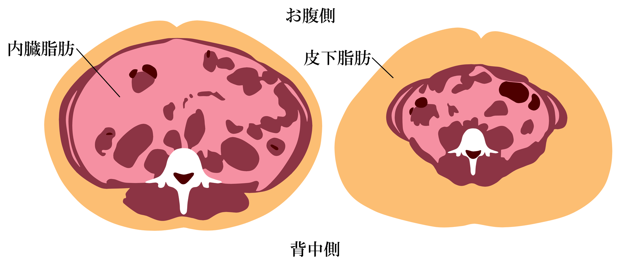 内臓脂肪とは何か？そのリスクと健康への影響｜大正製薬
