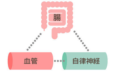 体中の細胞にどれだけ質のいい⾎液を⼗分に流すための腸と血管と自律神経の関係の図