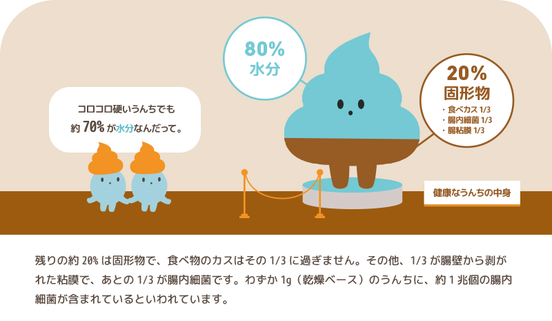 うんちは80%が水分、20％が固形物のイメージイラスト