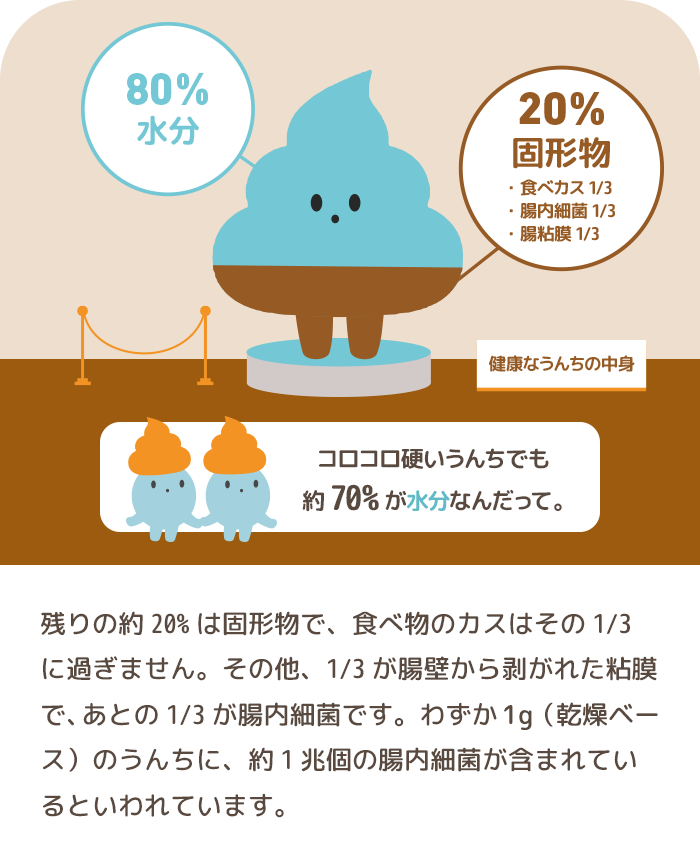 うんちは80%が水分、20％が固形物のイメージイラスト