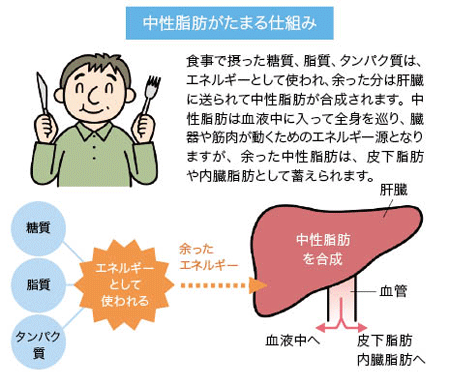 中性脂肪とは？ 体の中での働きや基準値を知っておこう