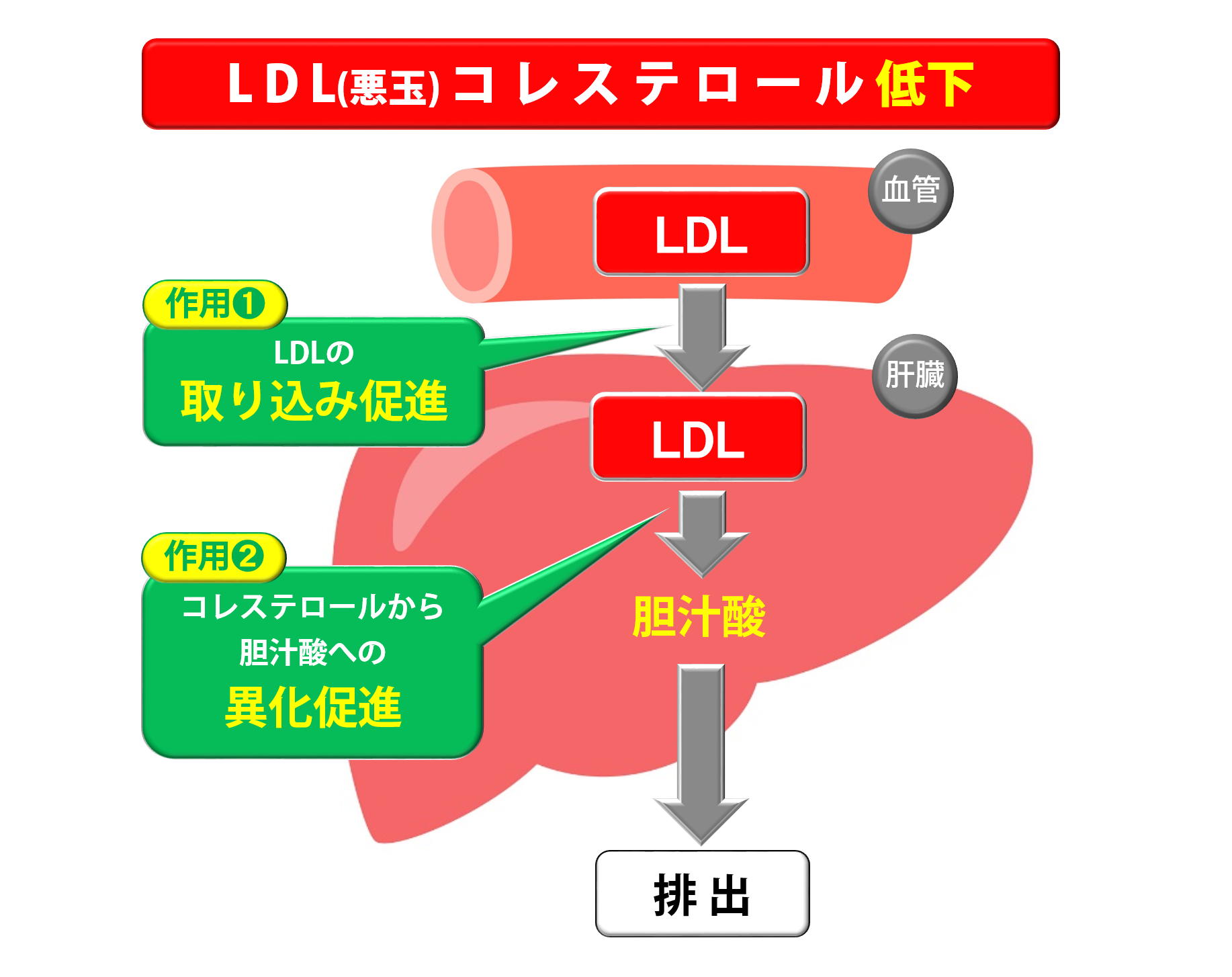 LDL（悪玉）コレステロールを低下させるメカニズム
