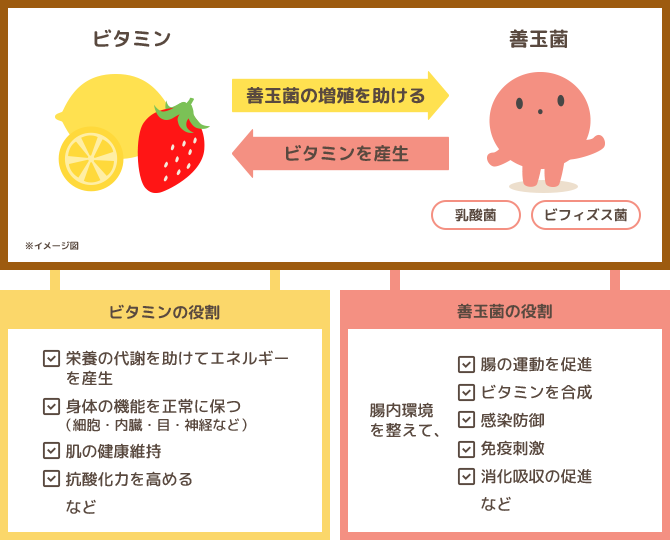 ビタミンの役割と善玉菌の役割のイラスト