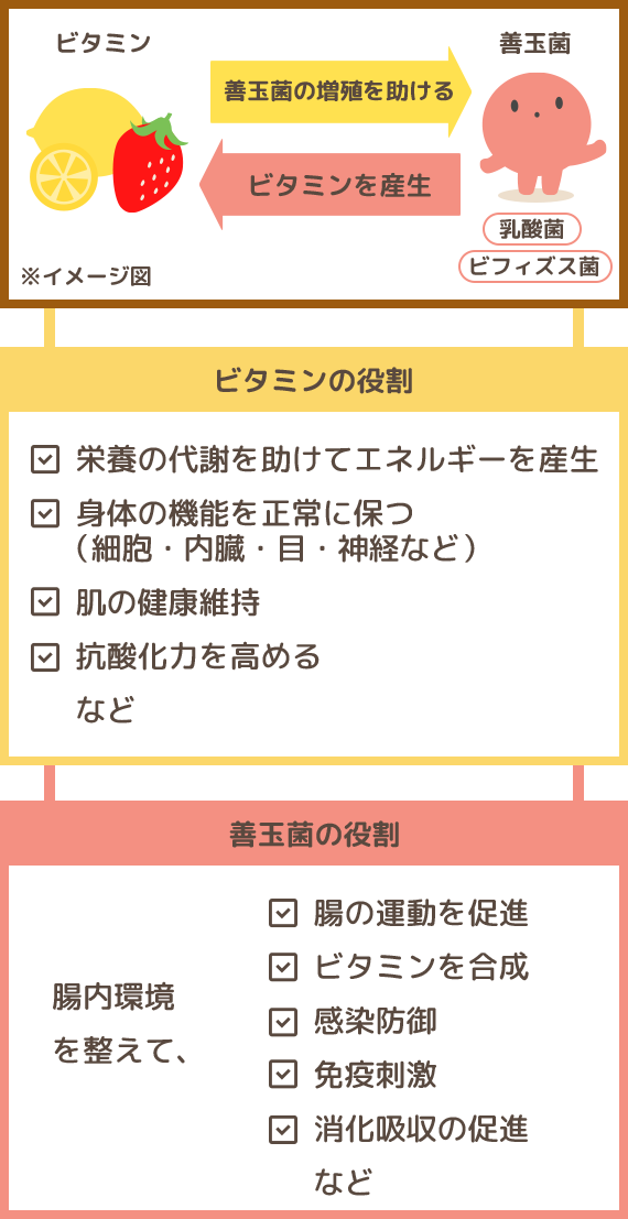 ビタミンの役割と善玉菌の役割のイラスト