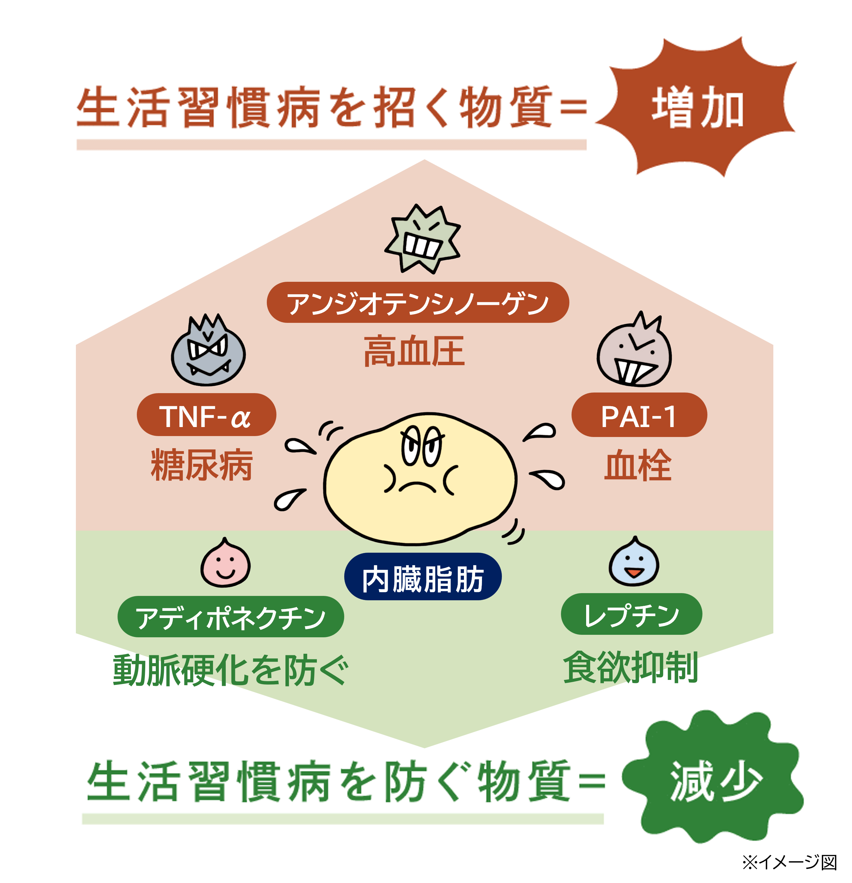 肥満でない人の脂肪細胞からはアディポネクチンなどいわゆる“善玉”の生理活性物質が多く分泌されるが、肥満の人の脂肪細胞はTNF-αなど生活習慣病を招く“悪玉”の生理活性物質の分泌量が増えるメカニズムの図
