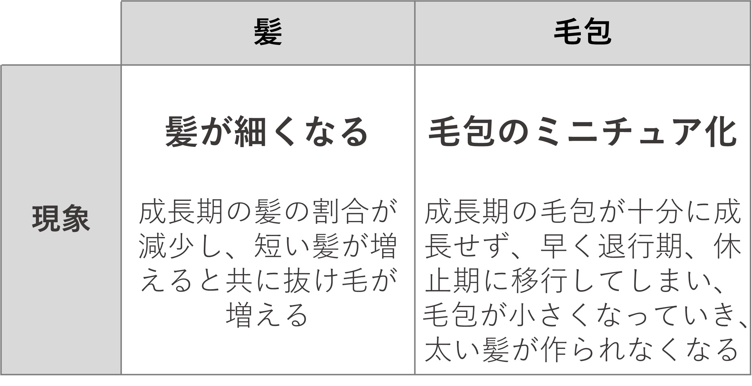 髪と毛包の現象について