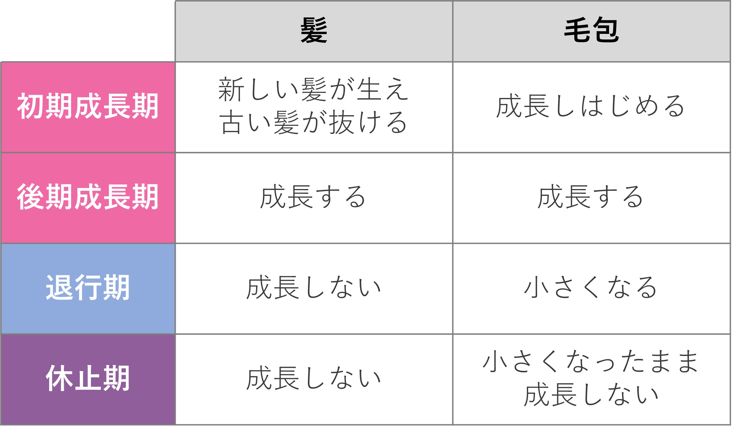 髪と毛包の変化について