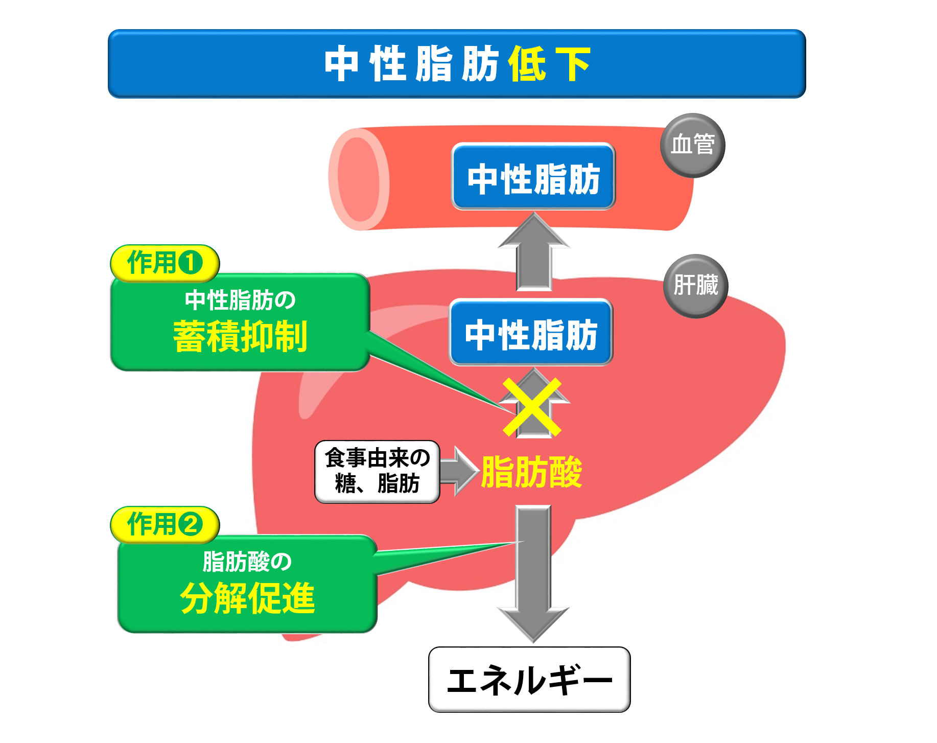 中性脂肪を低下させるメカニズム