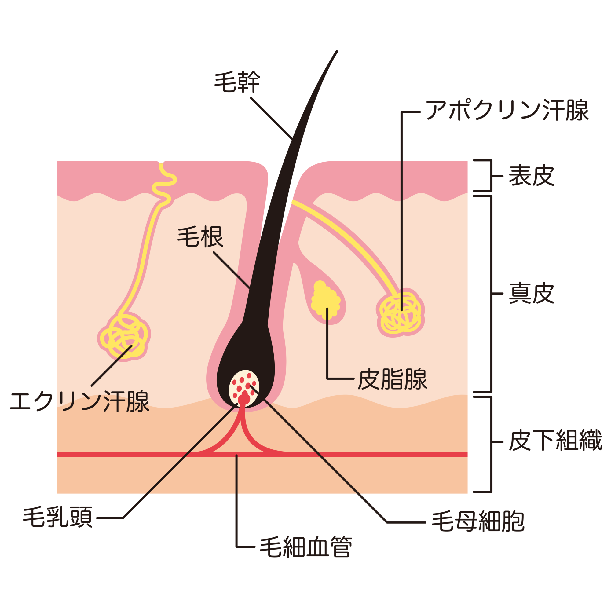 毛包とは