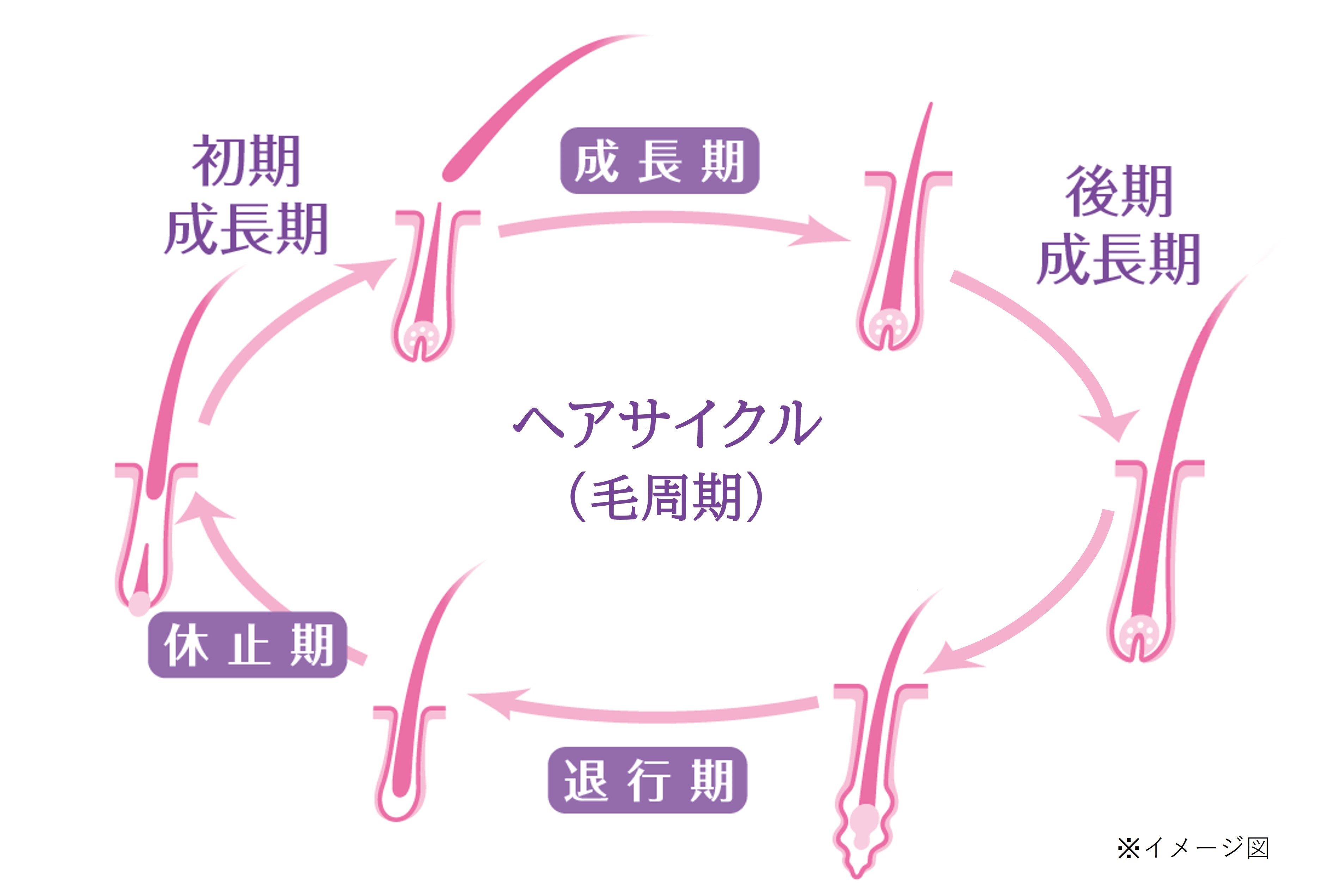 正しいヘアサイクル（毛周期）の図