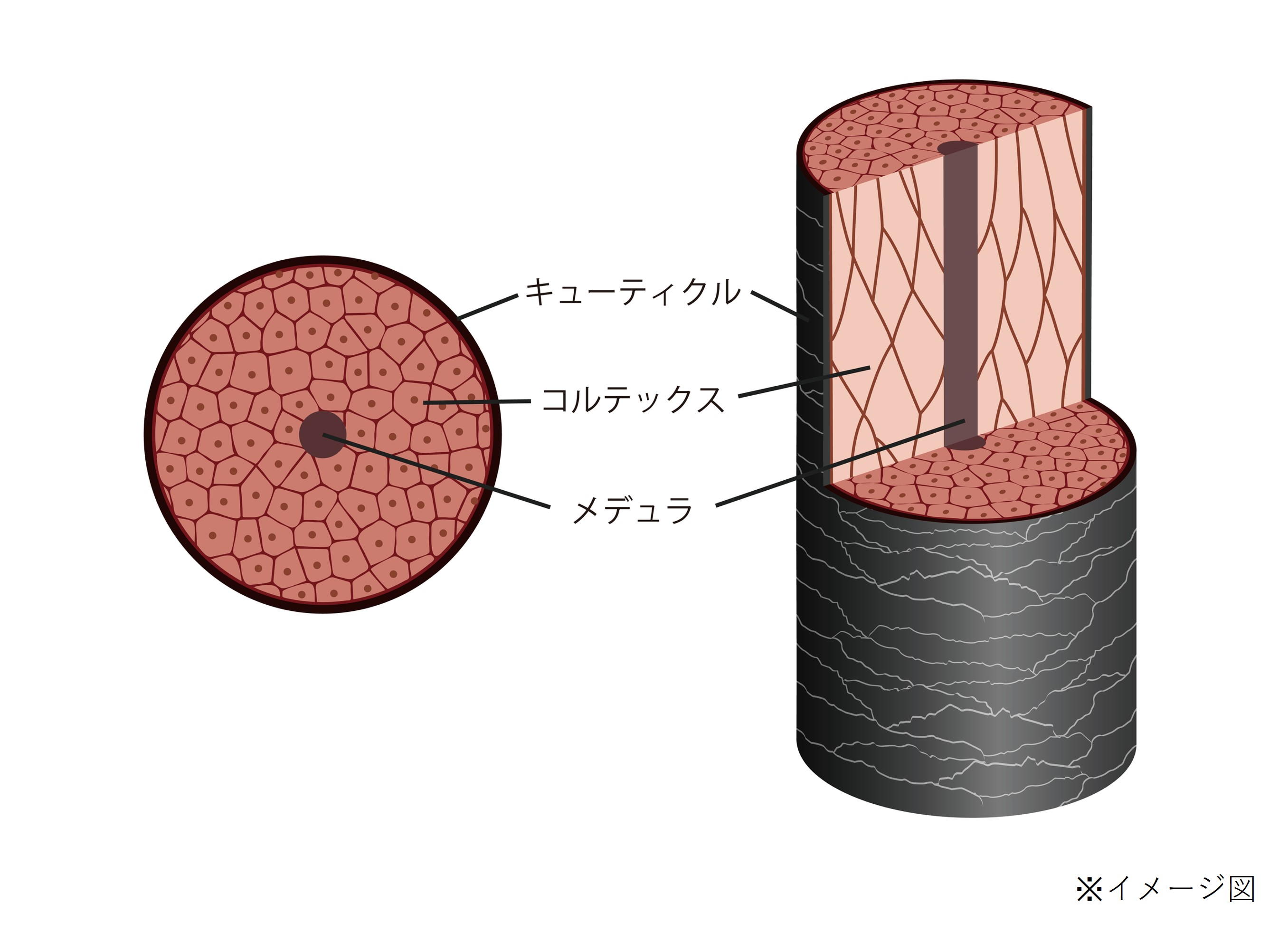 髪の構造のイラスト