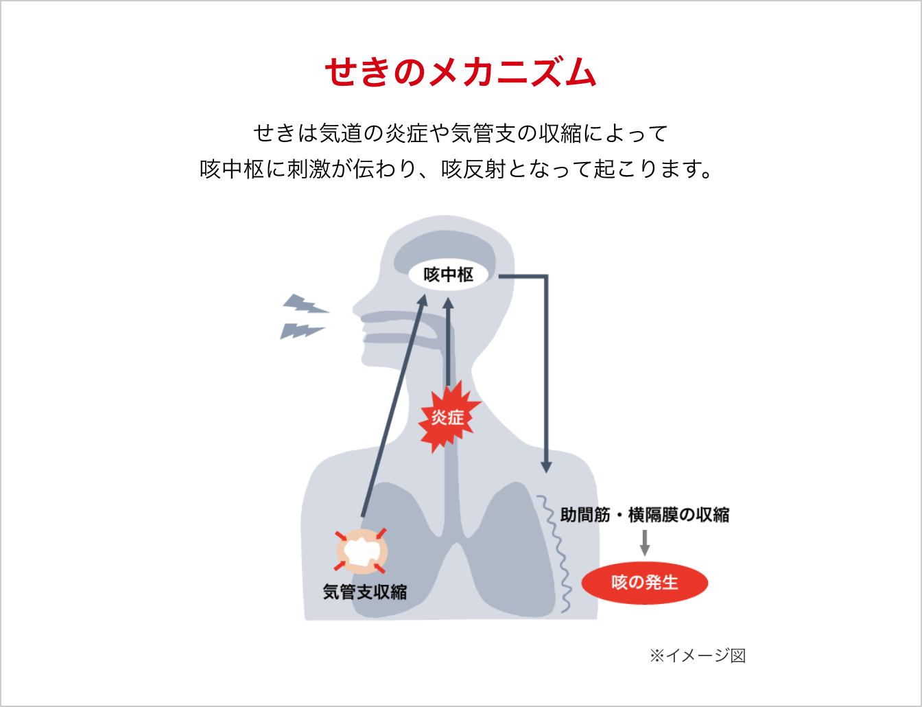 せきのメカニズム。せきは気道の炎症や気管支の収縮によって、咳中枢に刺激が伝わり、咳反射となって起こります。