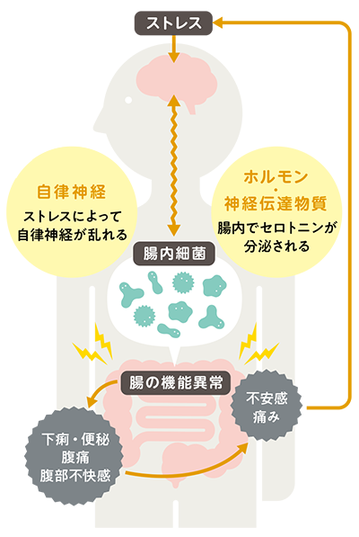 脳と腸は神経やホルモンなどの働きを通じて密接に関連しているイラスト