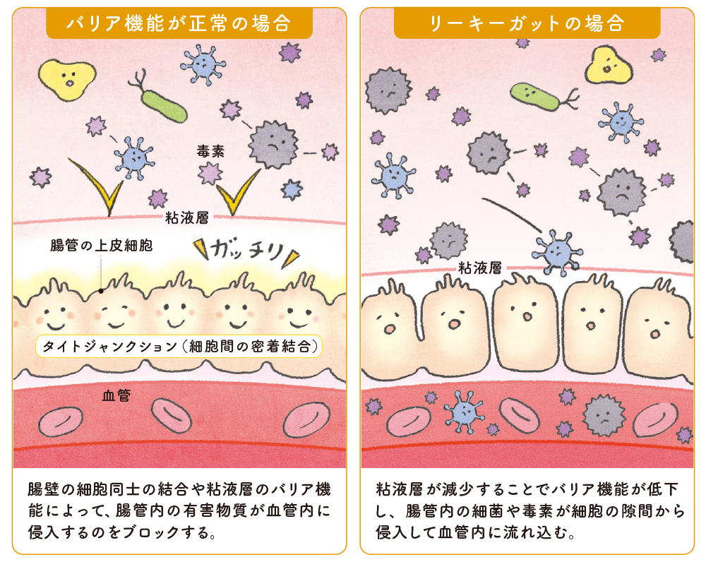 バリア機能が正常な場合と、リッキーガードの場合の腸管内のイラスト