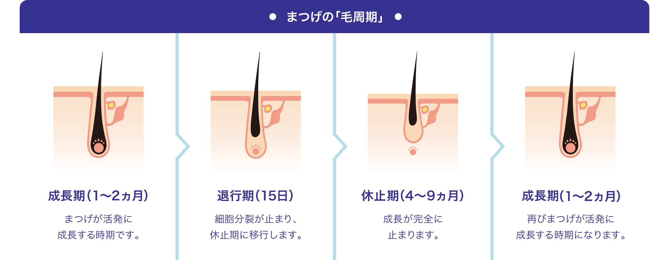 まつげの「毛周期」についてのイメージ図。 成長期（1～2ヵ月）は、まつ毛が活発に成長する時期です。 退行期（15日）は、細胞分裂が止まり、休止期に移行します。 休止期（4～9ヵ月）は、成長が完全に止まります。 成長期（1～2ヵ月）は、再びまつげが活発に成長する時期になります。