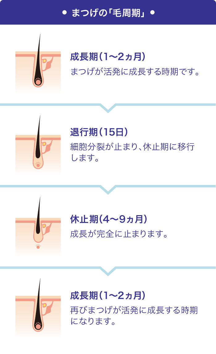 まつげの「毛周期」についてのイメージ図。 成長期（1～2ヵ月）は、まつ毛が活発に成長する時期です。 退行期（15日）は、細胞分裂が止まり、休止期に移行します。 休止期（4～9ヵ月）は、成長が完全に止まります。 成長期（1～2ヵ月）は、再びまつげが活発に成長する時期になります。