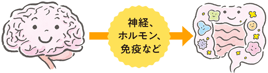 脳から腸へ及ぼす影響のイメージイラスト