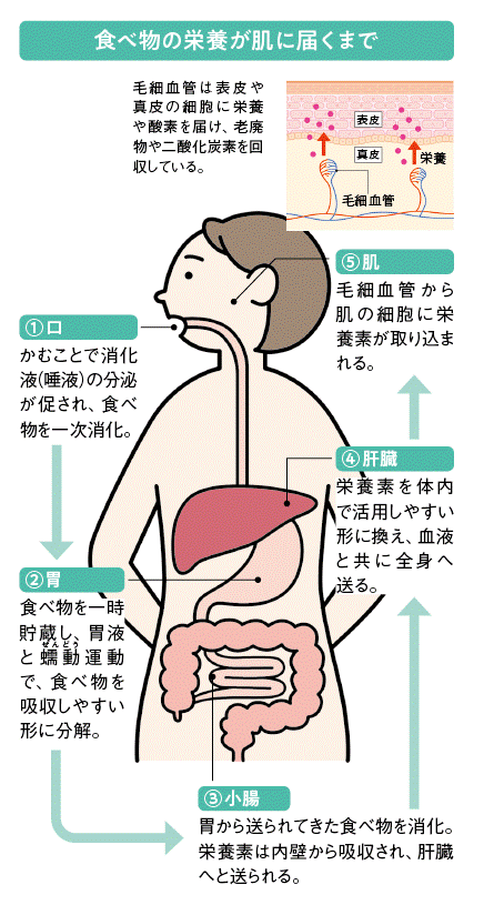 食べ物の栄養が肌に届くまでの体の図