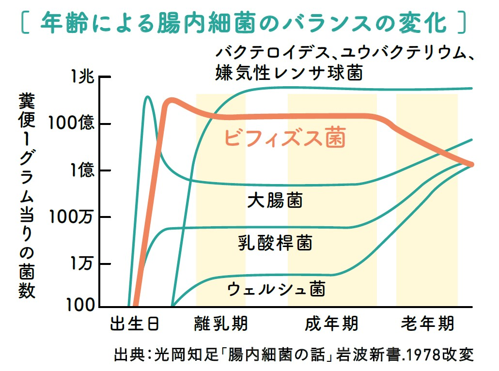 年齢による腸内細菌のバランスの変化を、糞便1グラム当たり菌数（バクテロイデス、ユウバクテリウム、嫌気性レンサ球菌とビフィズス菌と大腸菌と乳酸桿とウェルシュ菌）を出生日、離乳期、成年期、老年期ごとにグラフ化した図。 出典、光岡知足「腸内環境の話」岩波親書.1978改変