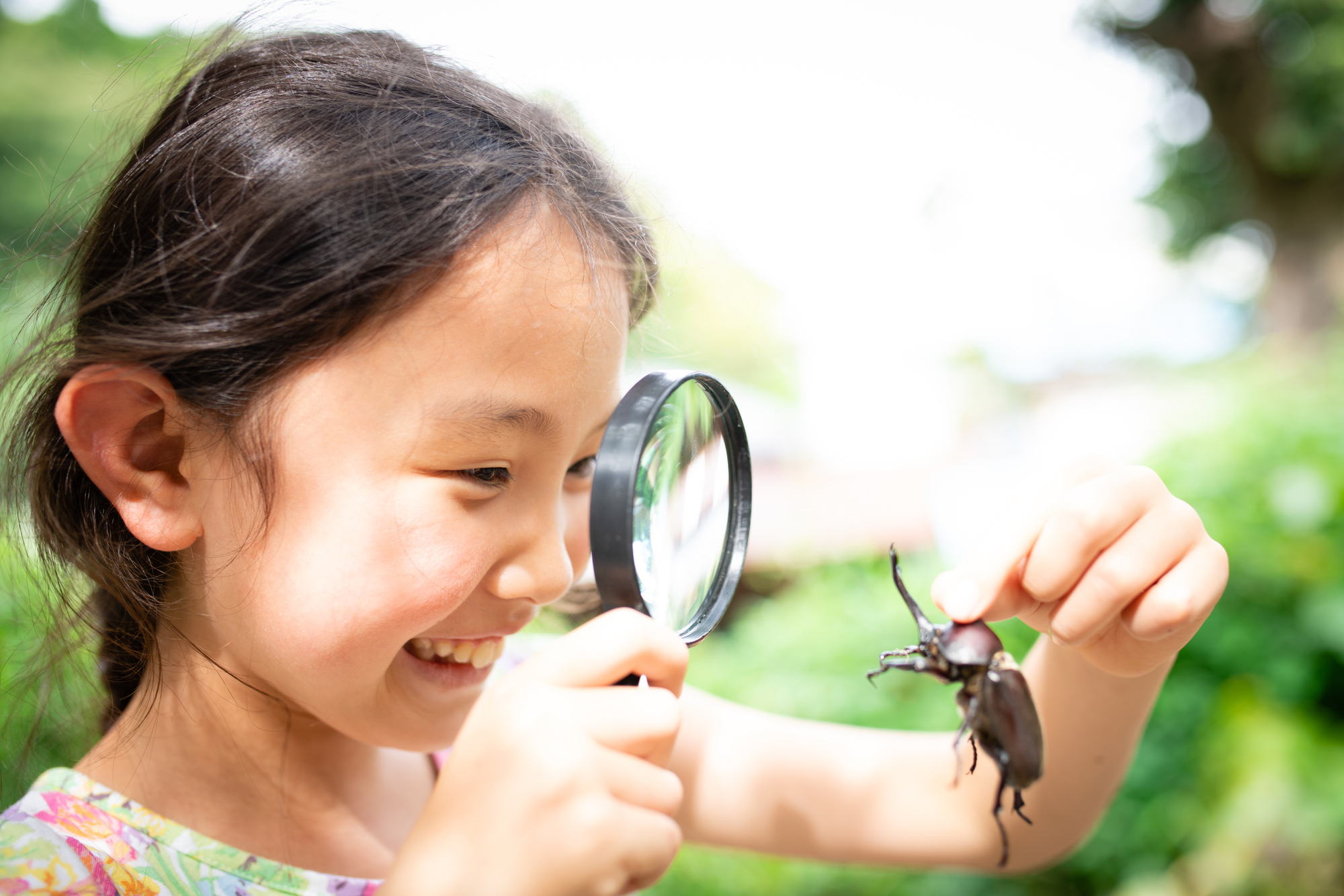 手に持ったカブトムシを虫眼鏡で見ている女の子の写真