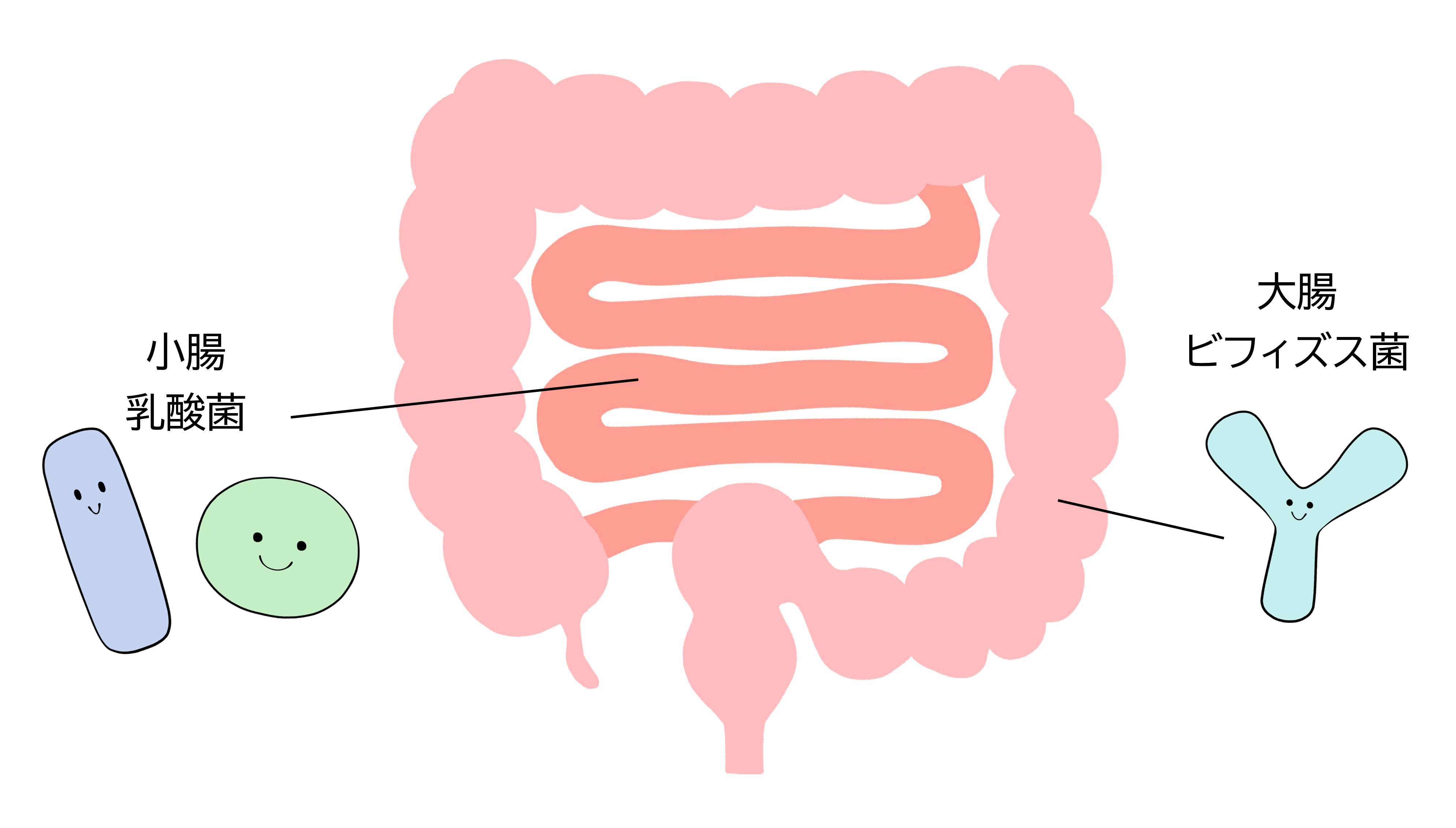 ビフィズス菌は大腸に、乳酸菌は小腸にすんでいるイメージのイラスト