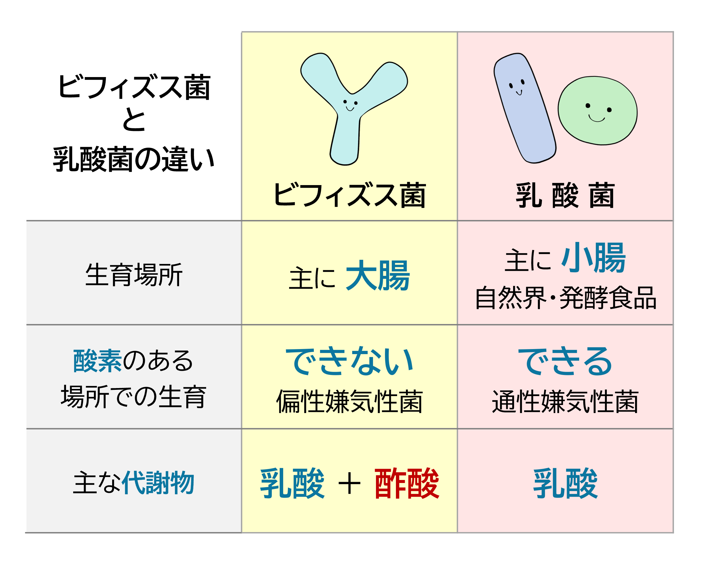 ビフィズス菌と乳酸菌の違いを説明する表。 ビフィズス菌は、生育場所は主に大腸、酸素のある場所での生育はできない（偏性嫌気性菌）、主な代謝物は乳酸+酢酸。 乳酸菌は、生育場所は主に小腸（自然界、発行食品）、酸素のある場所での生育ができる（通性嫌気性菌）、主な代謝物は乳酸。