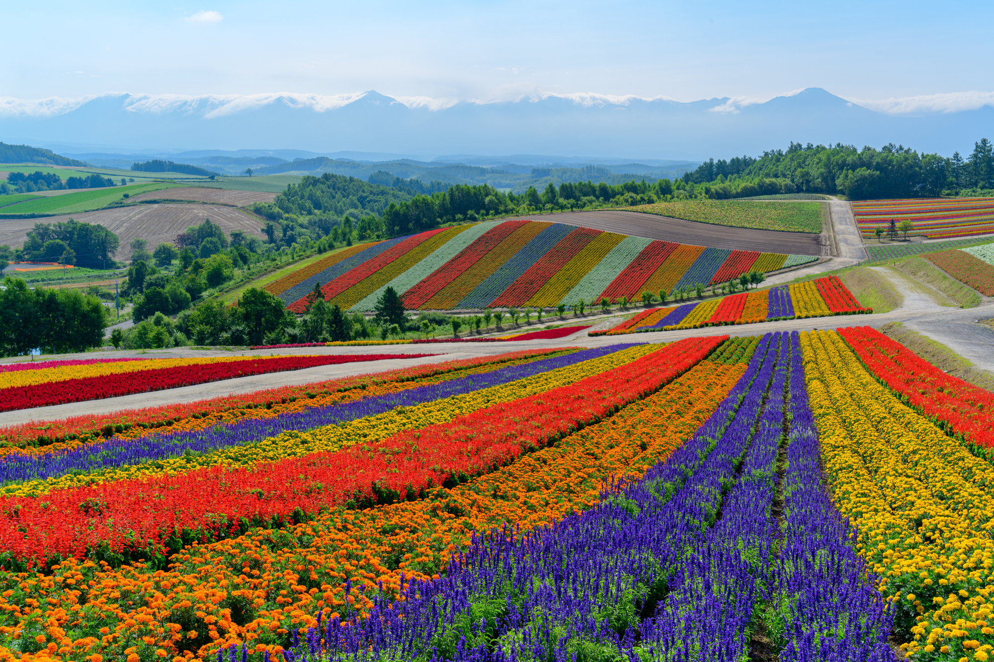 腸内フローラをイメージしたお花畑の写真