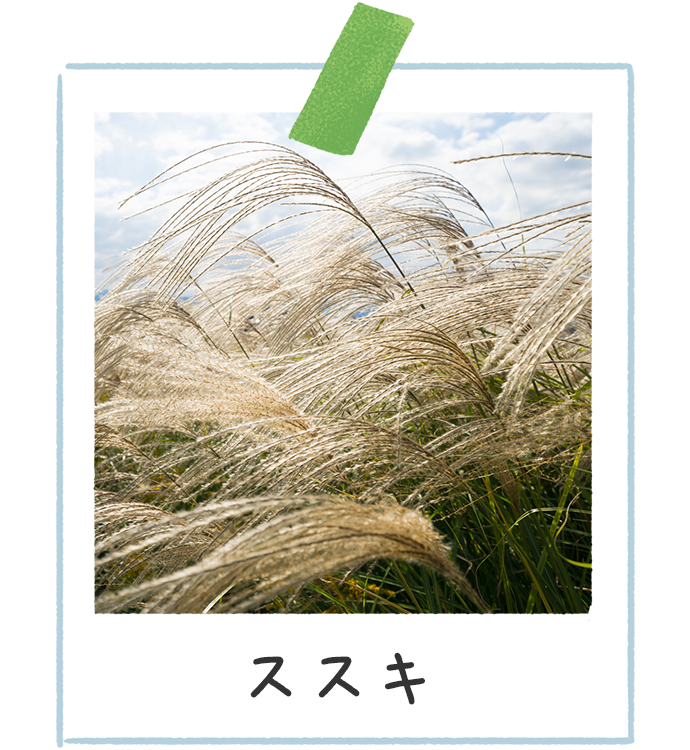 ススキ