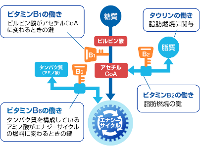 エナジーサイクルと疲労の関係