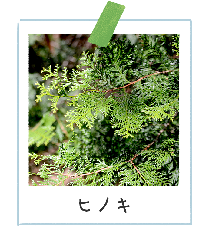 ヒノキ