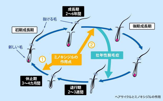 ヘアサイクルとミノキシジルの関係