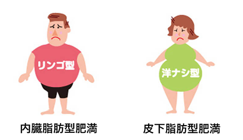内臓脂肪型肥満・皮下脂肪型肥満