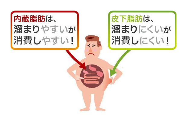 内臓脂肪は、溜まりやすいが消費しやすい！皮下脂肪は、溜まりにくいが消費しにくい！