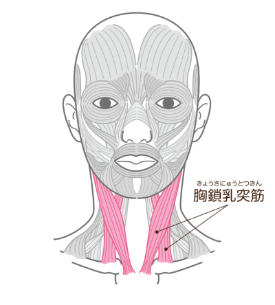 胸鎖乳突筋（きょうさにゅうとつきん）