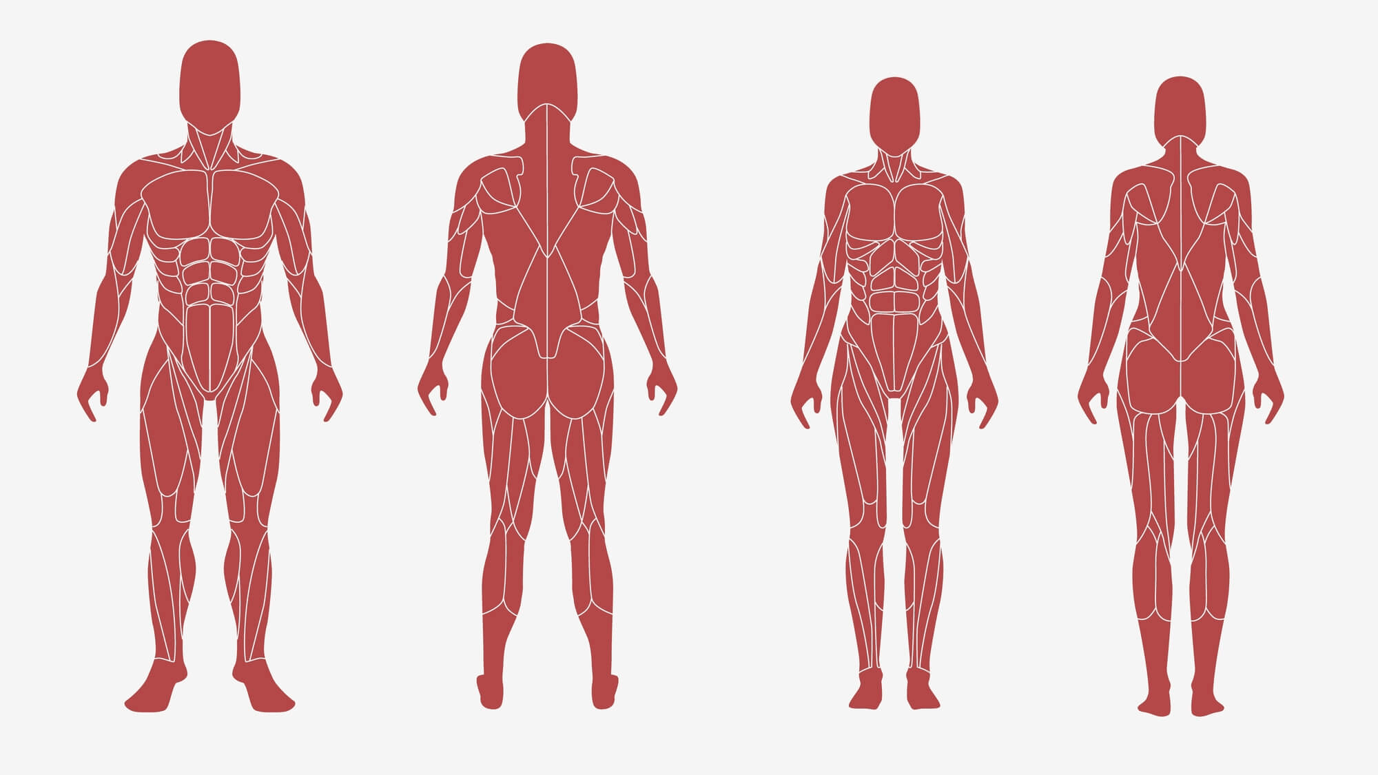 筋肉を知れば筋トレ危うからず。筋肉の部位や働き、鍛え方