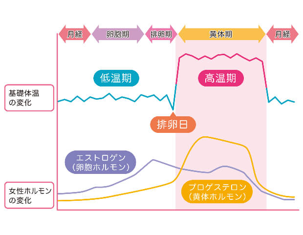 意外と知らない女性ホルモンと月経の関係。周期がわかると痛みの対策に役立つ！