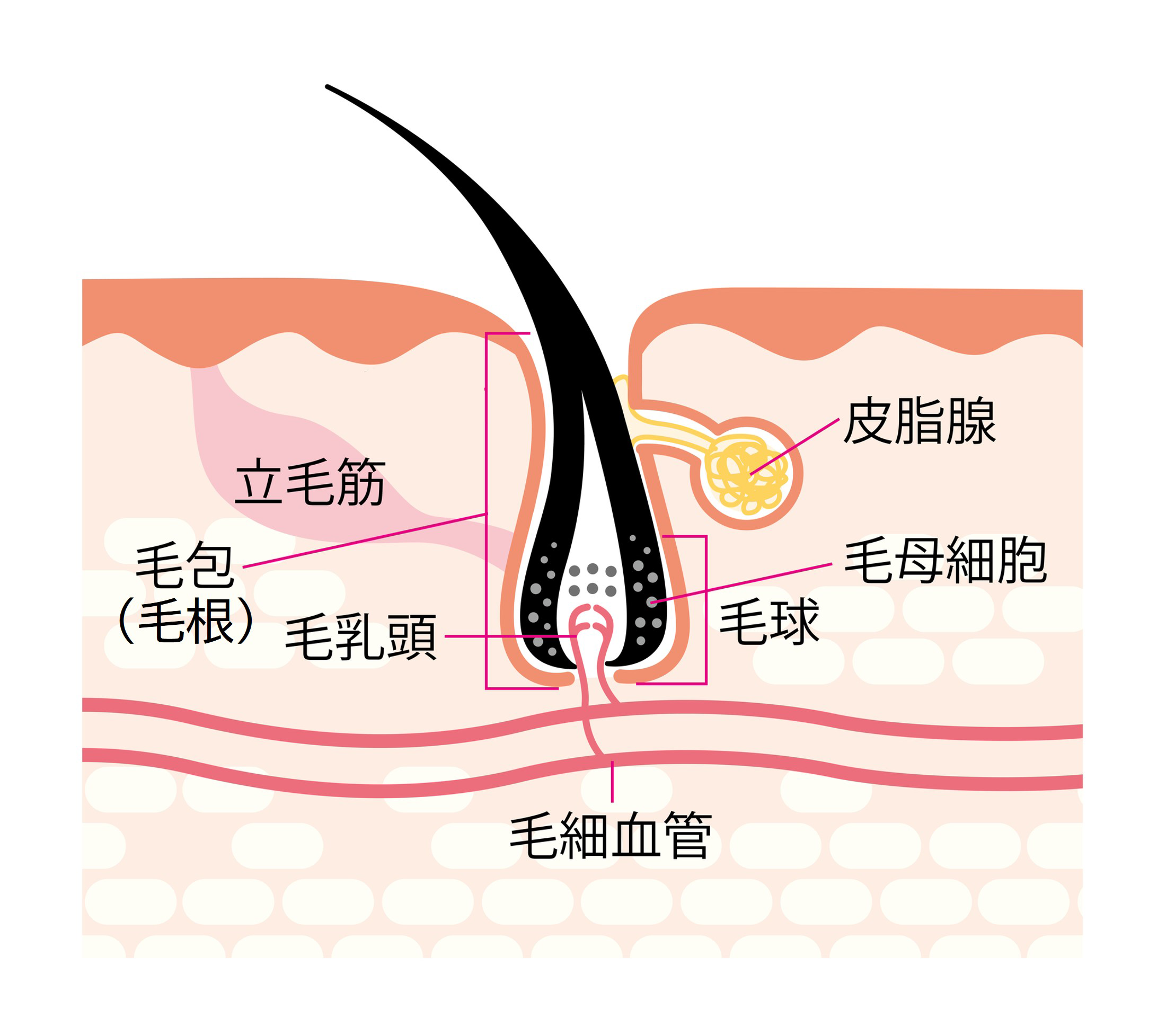 髪と頭皮の構造：頭皮の血流をよくすれば、健康な髪が育つ