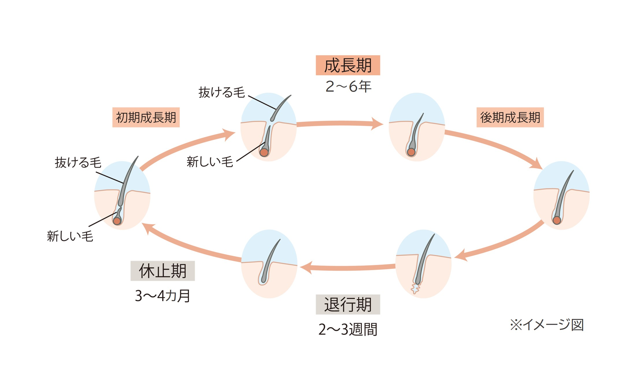 毛髪には、成長し始めてから自然に抜け落ちるまでのヘアサイクル「毛周期（もうしゅうき）」があります。髪が伸びて太くなる「成長期」、成長が止まる「退行期」、脱毛の準備が進む「休止期」の３段階を経て、２～６年で新しい髪に生え変わります。