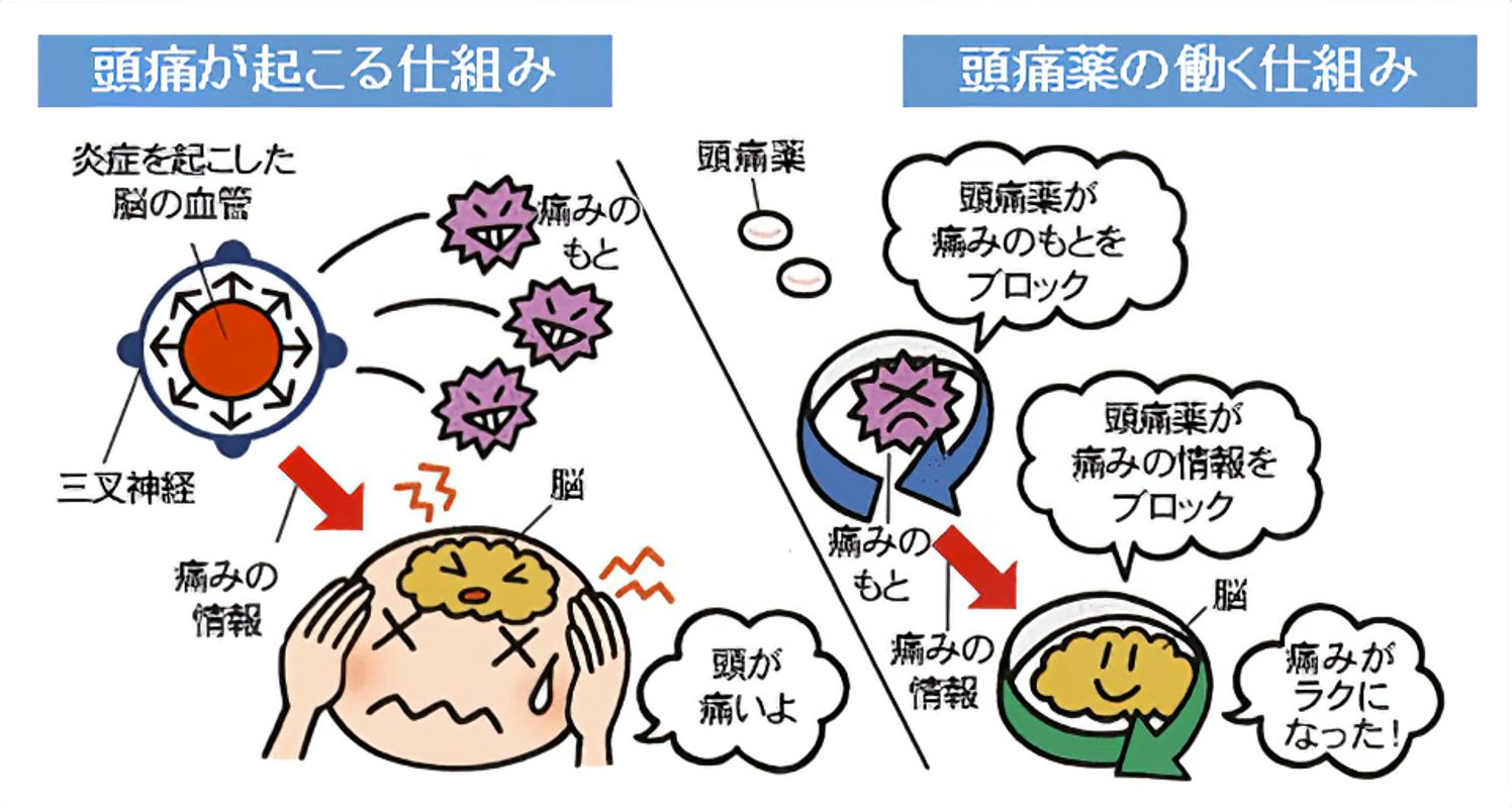 頭痛薬の働く仕組み