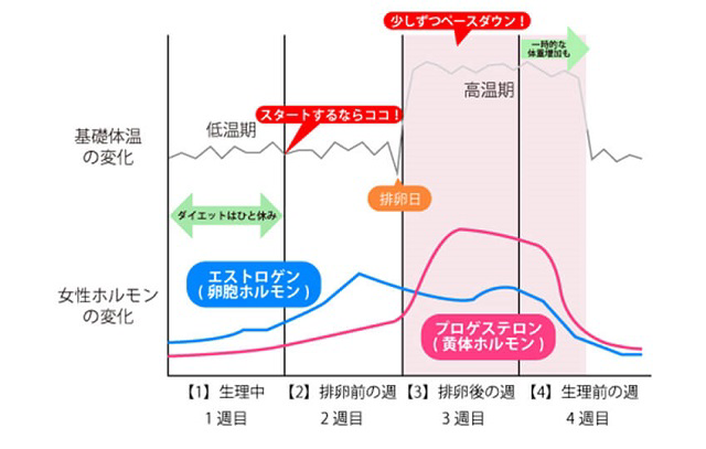 分泌サイクルを知ってかしこくダイエット