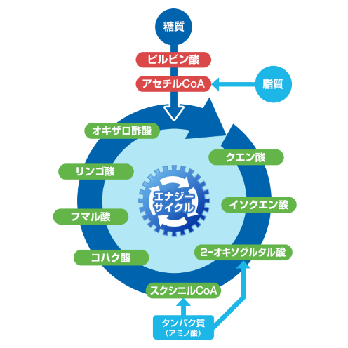 メカニズムについて