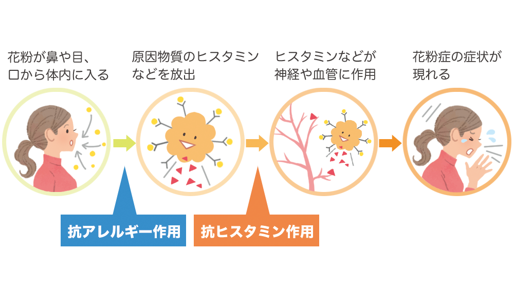 抗ヒスタミン薬の作用