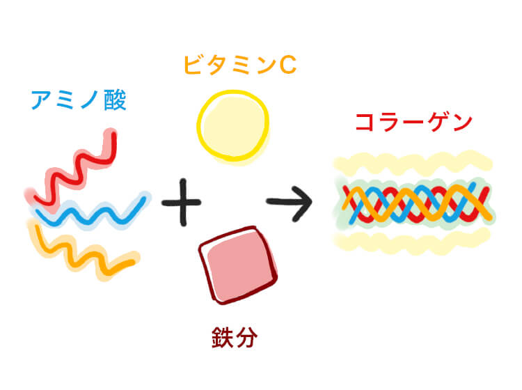 コラーゲンはアミノ酸とビタミンCを材料に、鉄分のサポートを受けて合成されてできる