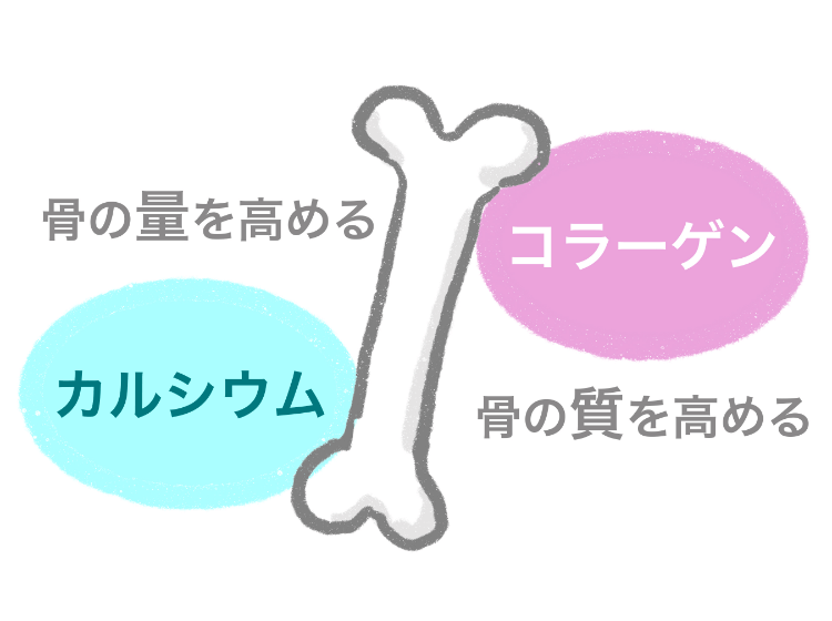 カルシウムが骨の量を高める　コラーゲンが骨の質を高める