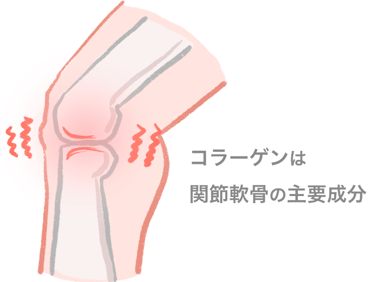 コラーゲンは関節軟骨の主要成分