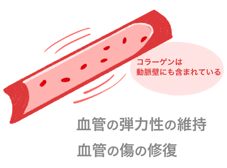 コラーゲンは動脈壁にも含まれている　血管の弾力性の維持　血管の傷の修復