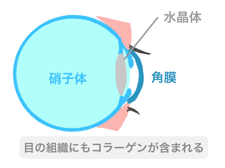 目の組織にもコラーゲンが含まれる