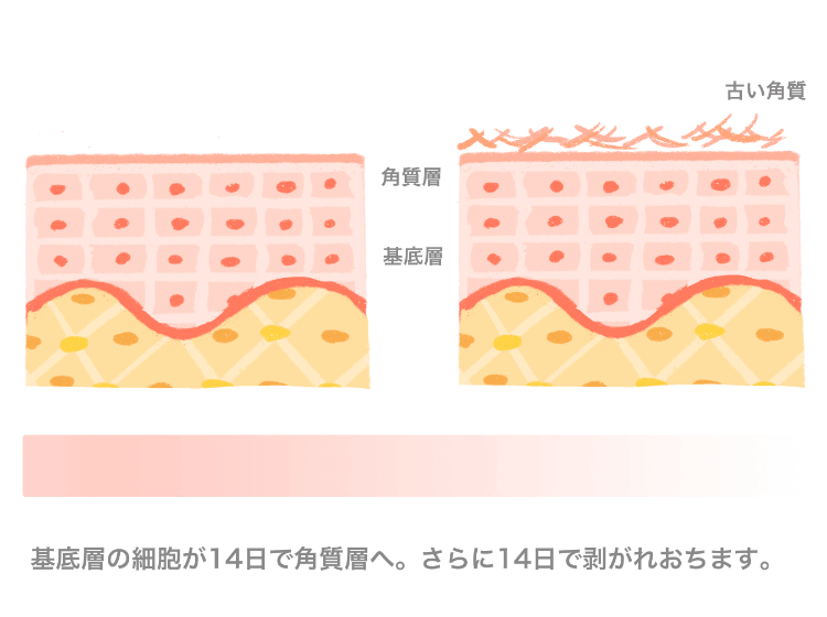 基底層の細胞が14日で角質層へ。さらに14日で剥がれ落ちます。