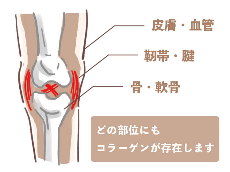 どの部位にもコラーゲンが存在します